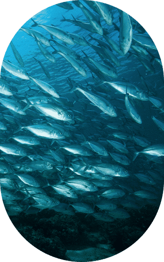 home sostenibilita ovale 2