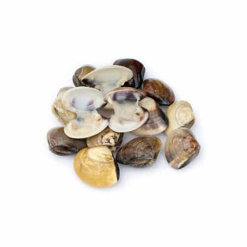 VONGOLE