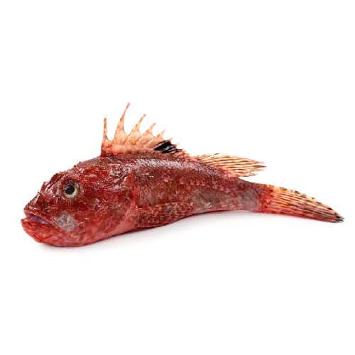 scorfano sbarbato 39120505