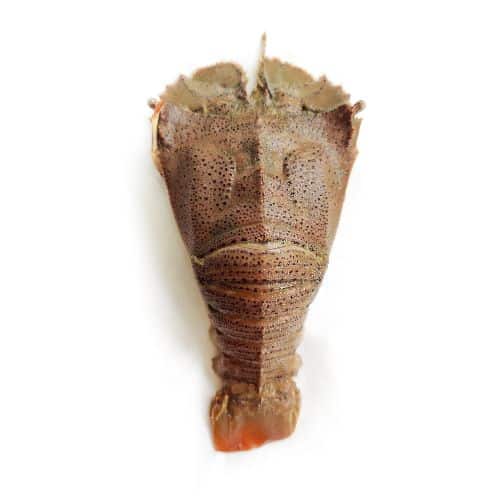 Magnosa indopacifica